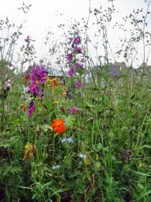 Blumenwiese Kelly