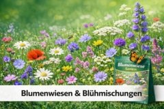 Blumenwiesen