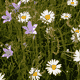 Blumenwiese