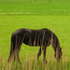 Pferdeweide