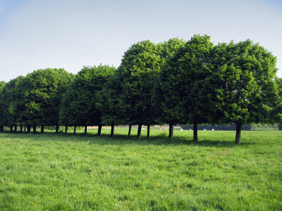 Landschaftsrasen f�r Trockenlagen mit Kr�utern