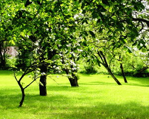 Landschaftsrasen f�r Halbschatten