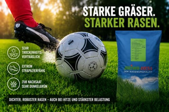 Regenerationsrasen Top Robust