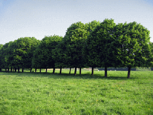 Landschaftsrasen f�r Trockenlagen mit Kr�utern