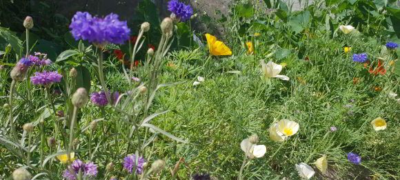 Blumenmischung La Fleur Chrono