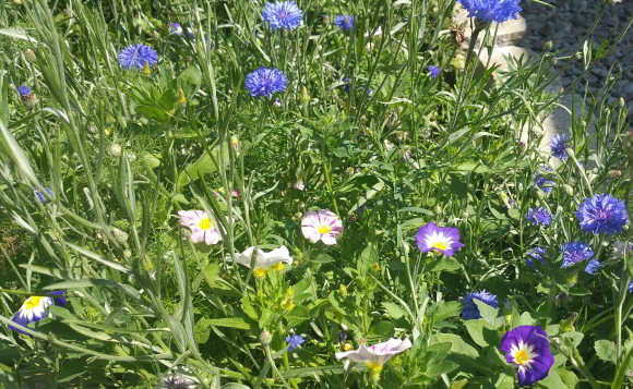 Blumenwiese anlegen - Samen aussäen