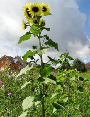 Blumenwiese Kelly