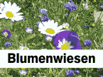 Blumenwiesen Blumenwiesen