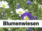 Blumenwiesen