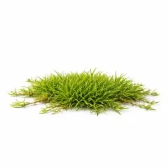 Poa supina - Lägerrispe