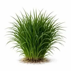 Festuca arundinacea - Rohrschwingel