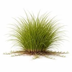 Festuca rubra rubra
