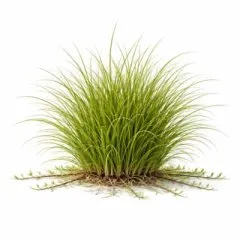 Festuca rubra trichophylla