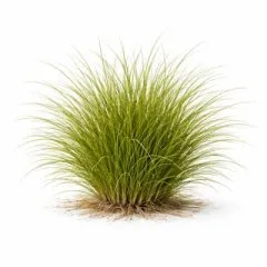 Festuca rubra commutata