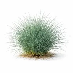 Festuca trachyphylla
