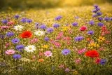 Blumenwiese anlegen