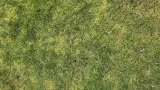 Moos im Rasen vermeiden