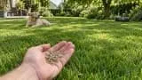 Welcher Rasensamen passt zu meinem Garten? Der große Vergleich nach Sonne, Schatten, Trockenheit, Hund und Mähroboter