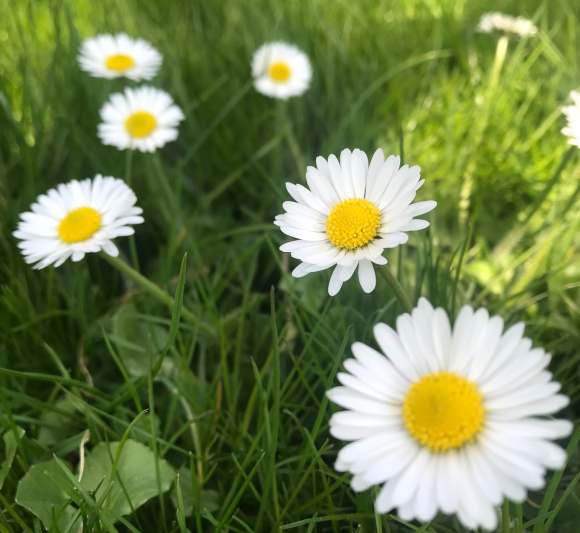 Gänseblümchenrasen - Bellis: naturnaher Blümchenrasen