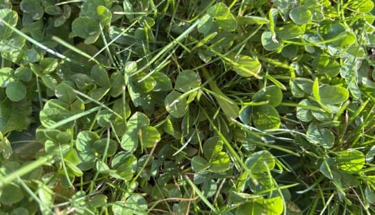 Gebrauchsrasen mit Microclover Gebrauchsrasen mit Microclover (Microklee)