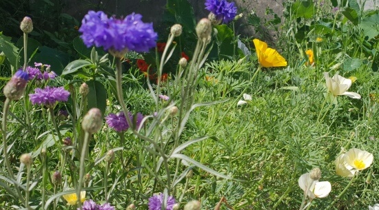 Insektenbiotop Veitshöchheimer Bienenweide