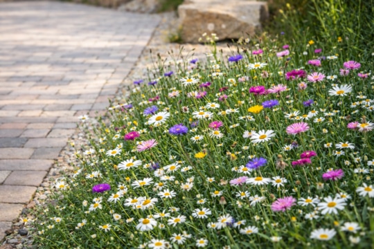 Robuste Blumenmischung für schwierige Standorte – LaFleur Extrême