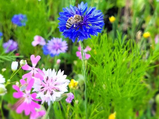 Nachsaatmischung für Blumenwiesen und Kräuterrasen