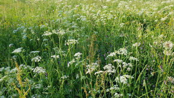 Naturrasen und Kräuterrasen