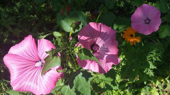 Sommerblumen Pflückmischung