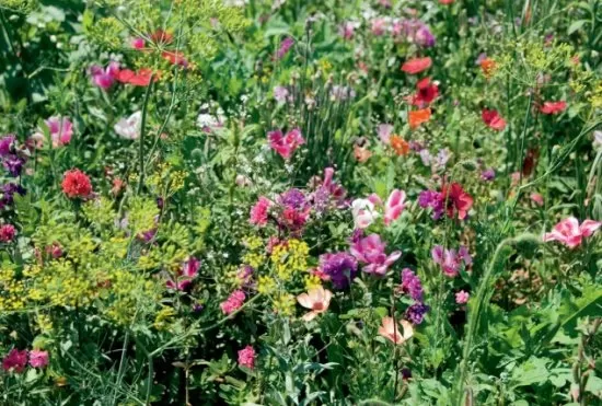 LaFleur baroque Blumenmischung