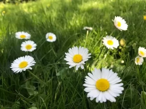 naturnaher Gaensebluemchenrasen