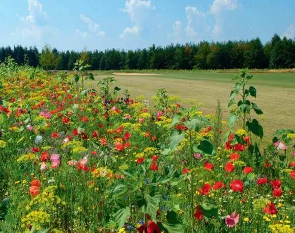 Sommerzauber Pflückmischung