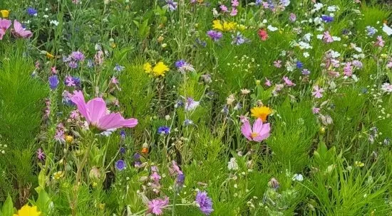 Veitshöchheimer Bienenweide