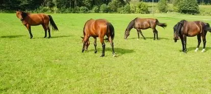 Grassamen für Pferdeweide