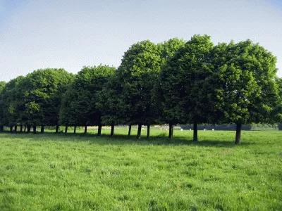 Landschaftsrasen für Trockenlagen mit Kräutern