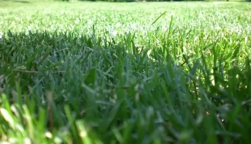 Schatten-Spielrasen mit Poa supina