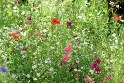 LaFleur demi Ombre Blumenmischung LaFleur demi Ombre Blumenmischung