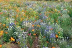 LaFleur miel Bienenweide LaFleur miel Bienenweide
