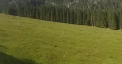 Wildwiese Wildwiese