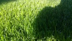 Schattenrasen Buga Nr.5 mit Poa supina