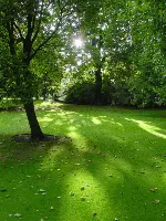 Schattenrasen- Regenerationsrasen für Schatten zur Nachsaat Schattenrasen- Regenerationsrasen für Schatten zur Nachsaat