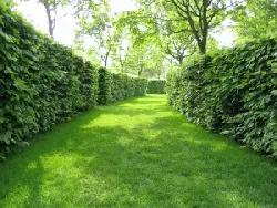 Landschaftsrasen ohne Kräuter RSM 7.1.1 Landschaftsrasen ohne Kräuter RSM 7.1.1