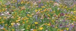 LaFleur petit Blumensamen LaFleur petit Blumensamen
