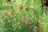 LaFleur demi Ombre Blumenmischung LaFleur demi Ombre Blumenmischung