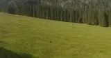 Wildwiese Wildwiese