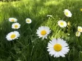 naturnaher Gaensebluemchenrasen naturnaher Gaensebluemchenrasen