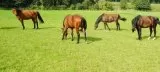 Grassamen für Pferdeweide Grassamen für Pferdeweide