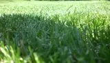 Schatten-Spielrasen mit Poa supina Schatten-Spielrasen mit Poa supina