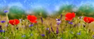 Blumenwiese-Samen Blumenwiese-Samen