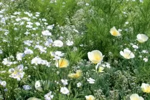 LaFleur bouquet blanc